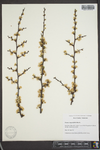 Prunus angustifolia image