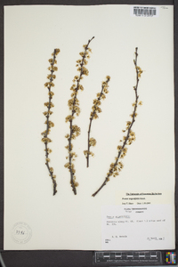 Prunus angustifolia image