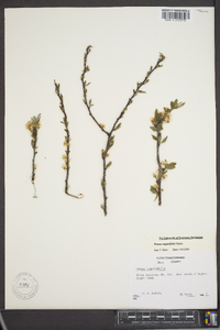 Prunus angustifolia image