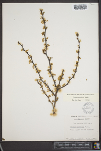 Prunus angustifolia image