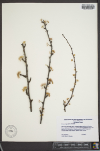 Prunus angustifolia image