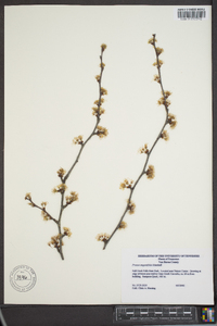 Prunus angustifolia image