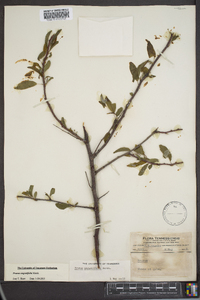 Prunus angustifolia image