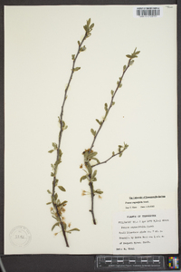 Prunus angustifolia image