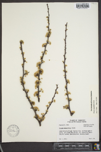 Prunus angustifolia image