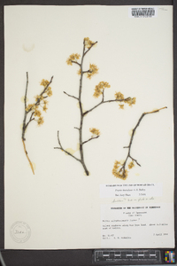 Prunus hortulana image