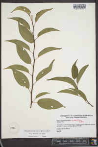 Prunus hortulana image