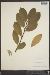 Prunus laurocerasus image