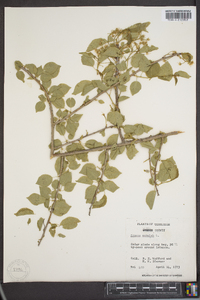 Prunus mahaleb image