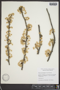 Prunus munsoniana image