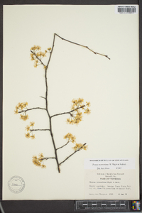 Prunus munsoniana image