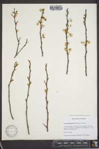 Prunus munsoniana image