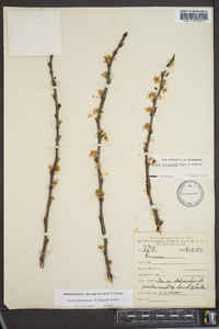 Prunus munsoniana image