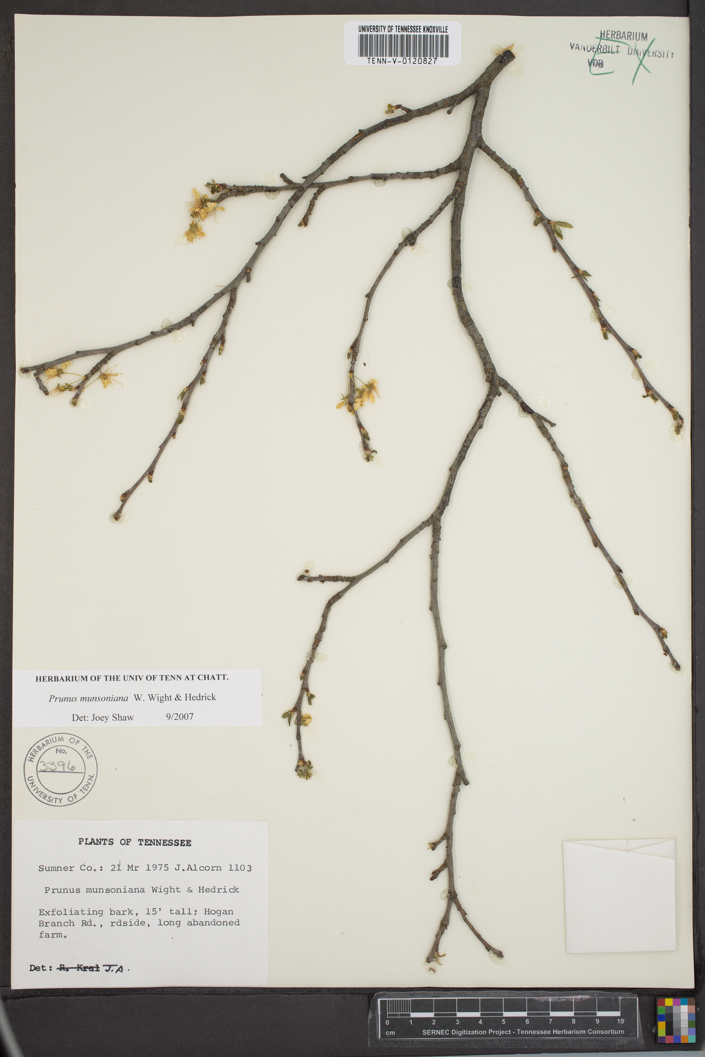 Prunus munsoniana image