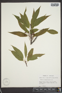 Prunus pensylvanica image