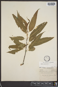 Prunus pensylvanica image