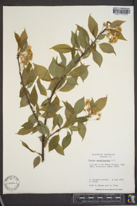 Prunus pensylvanica image