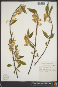 Prunus pensylvanica image