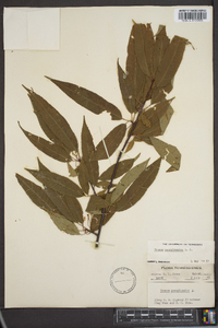 Prunus pensylvanica image