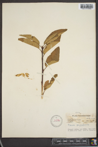 Prunus pensylvanica image