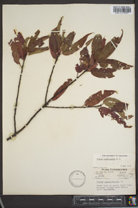 Prunus pensylvanica image