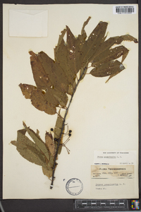 Prunus pensylvanica image