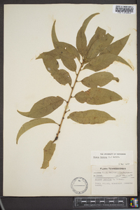 Prunus persica image