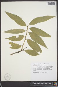 Prunus persica image