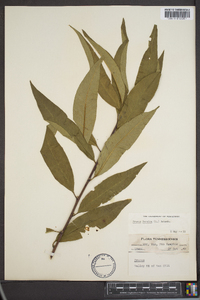 Prunus persica image