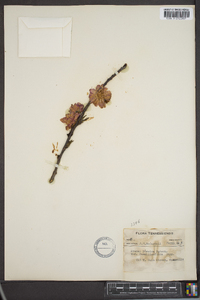 Prunus persica image