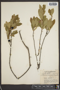 Prunus pumila image