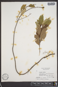 Prunus pumila image