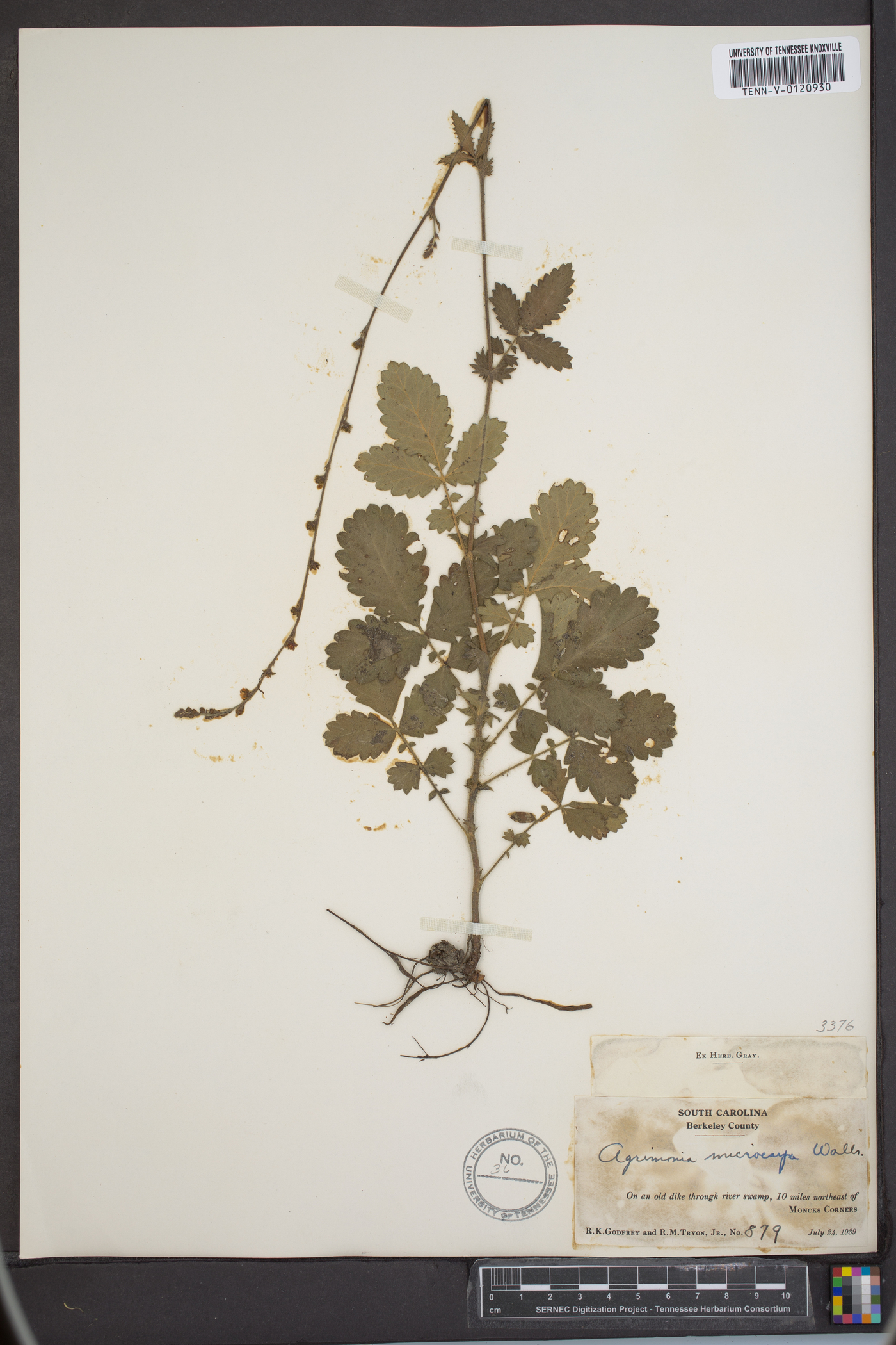Agrimonia microcarpa image