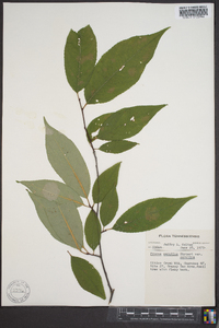 Prunus serotina var. serotina image