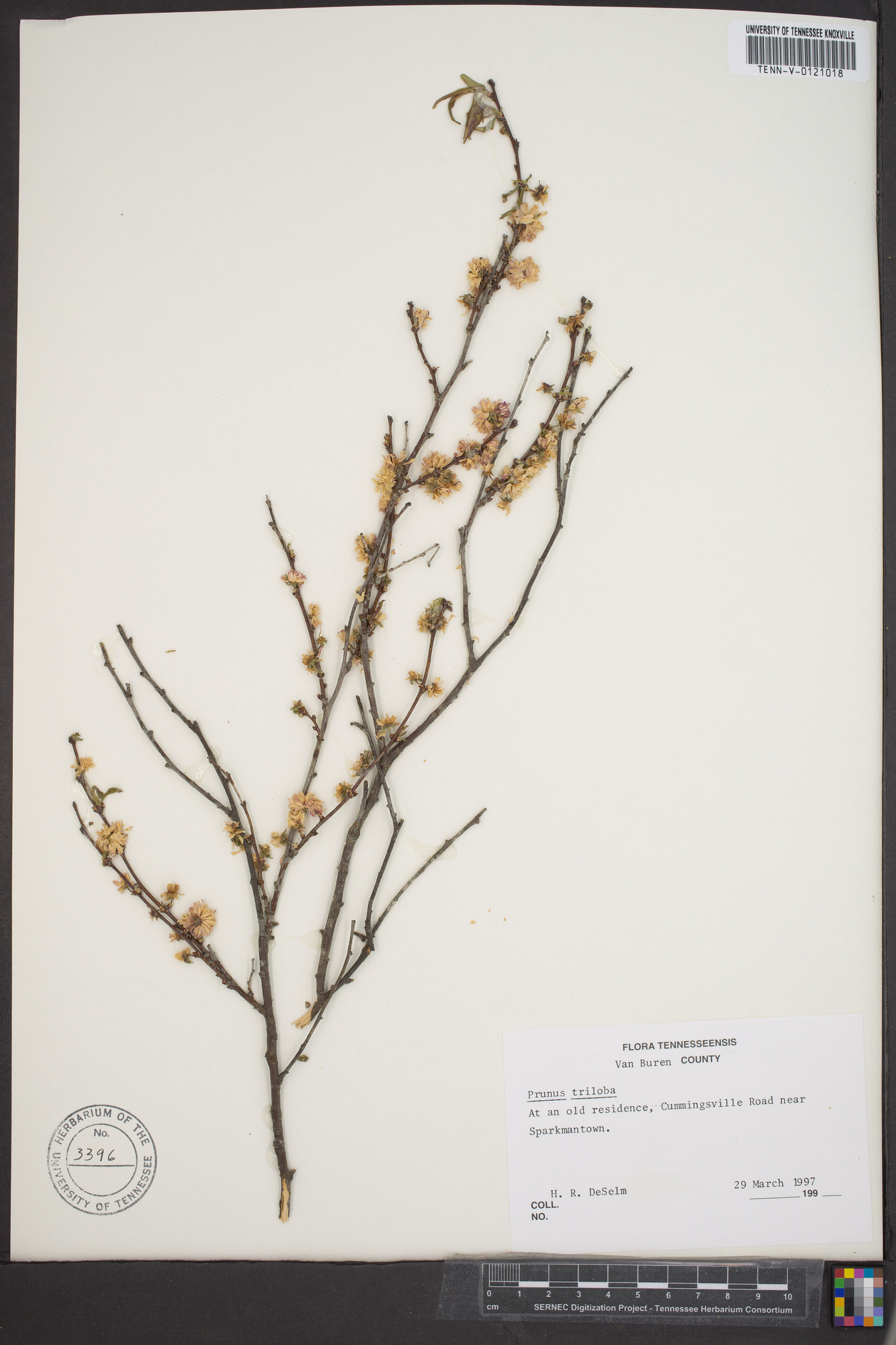 Prunus triloba image