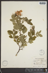 Rosa palustris image