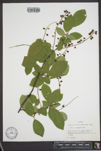 Prunus alabamensis image