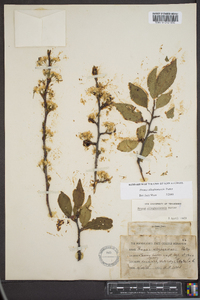 Prunus alleghaniensis image