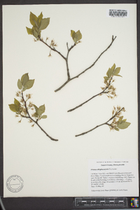 Prunus alleghaniensis image