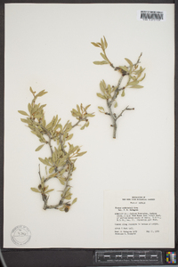 Prunus andersonii image