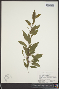 Prunus angustifolia image