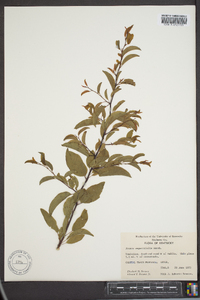 Prunus angustifolia image