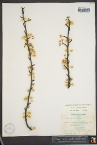 Prunus angustifolia image