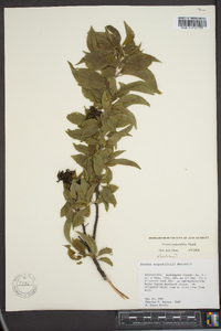 Prunus angustifolia image