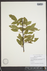 Prunus angustifolia image