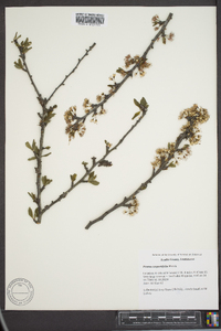 Prunus angustifolia image