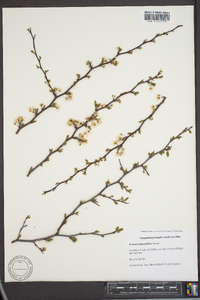 Prunus angustifolia image