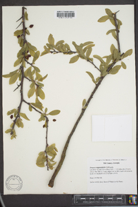 Prunus angustifolia image