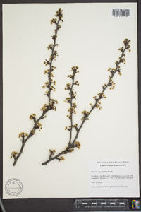 Prunus angustifolia image