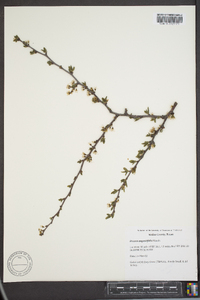 Prunus angustifolia image